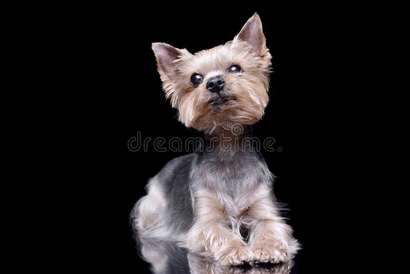 Studio shot of a cute Yorkshire Terrier royalty free stock photos