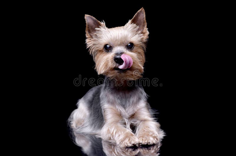 Studio shot of a cute Yorkshire Terrier royalty free stock photos