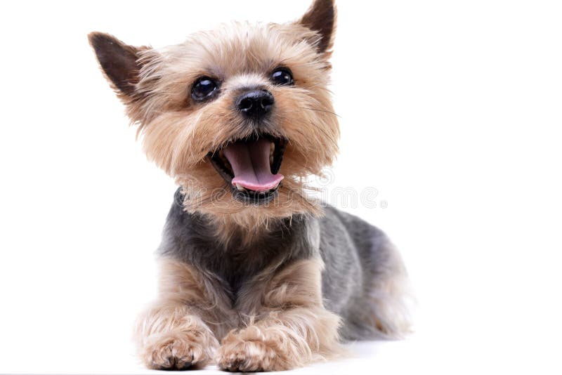 Studio shot of a cute Yorkshire Terrier royalty free stock images
