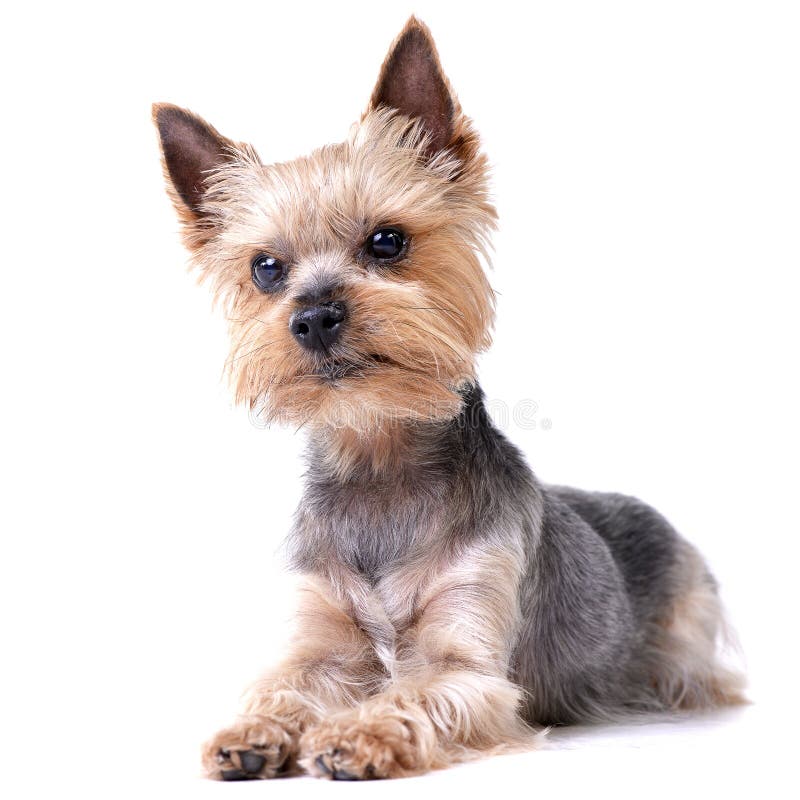 Studio shot of a cute Yorkshire Terrier stock images