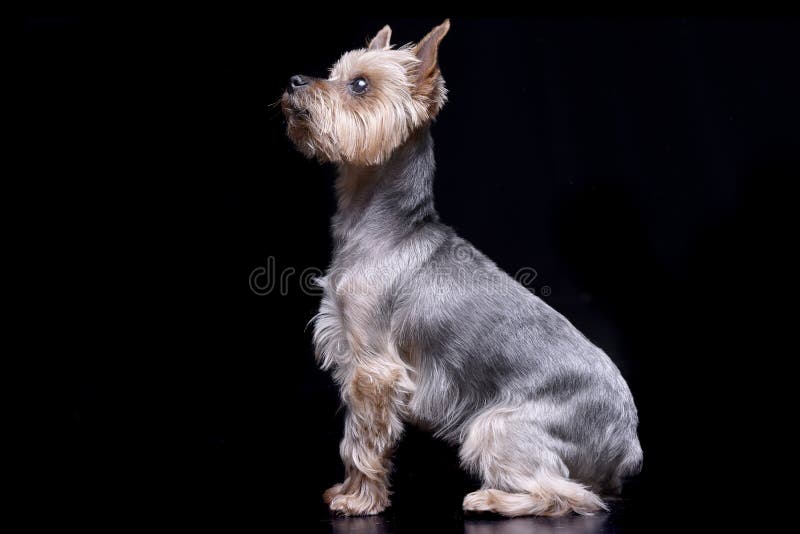 Studio shot of a cute Yorkshire Terrier royalty free stock photo