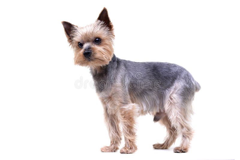 Studio shot of a cute Yorkshire Terrier royalty free stock photo