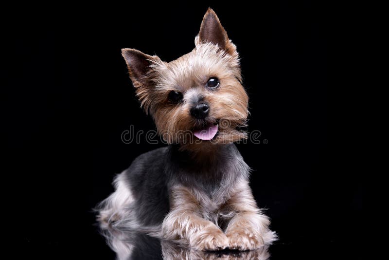 Studio shot of a cute Yorkshire Terrier royalty free stock images