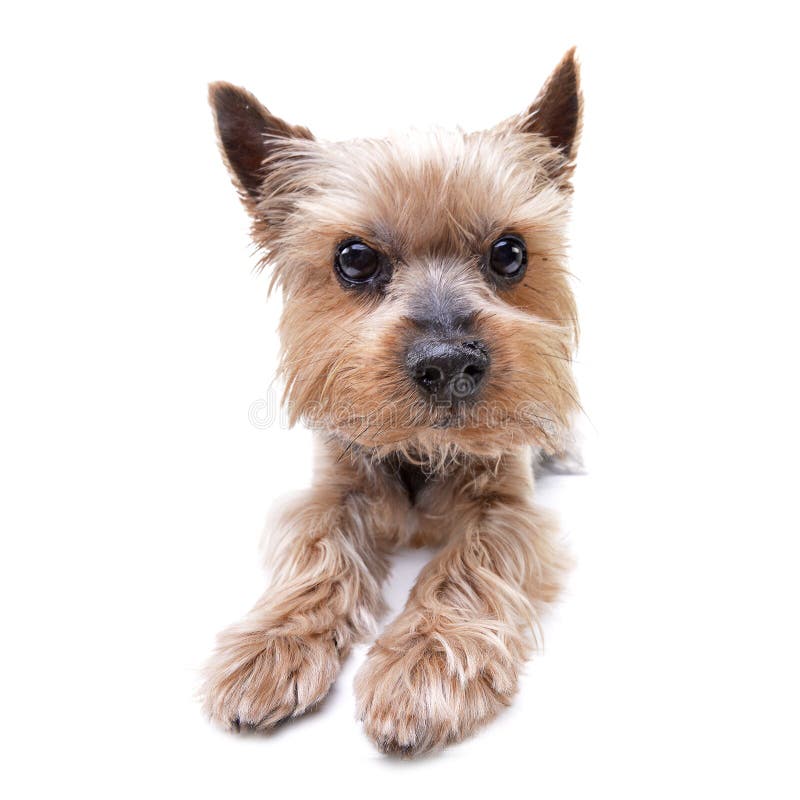 Studio shot of a cute Yorkshire Terrier royalty free stock image