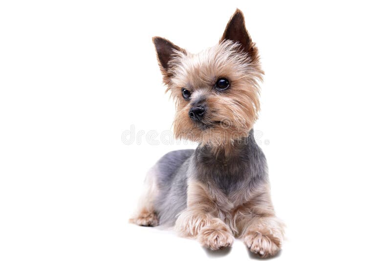 Studio shot of a cute Yorkshire Terrier stock photos