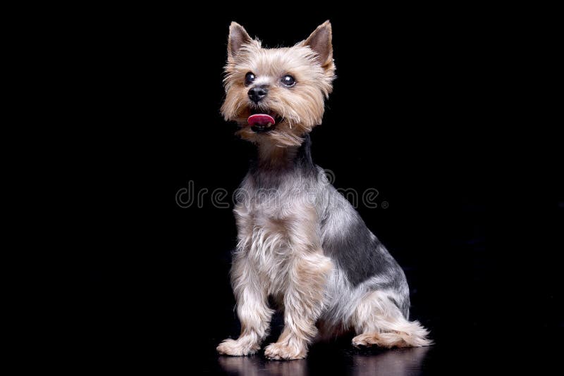 Studio shot of a cute Yorkshire Terrier stock photography