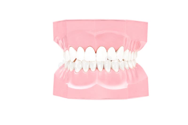 Studio Shot of a Dentures Made Out of Plaster Cast Stock Photo Image