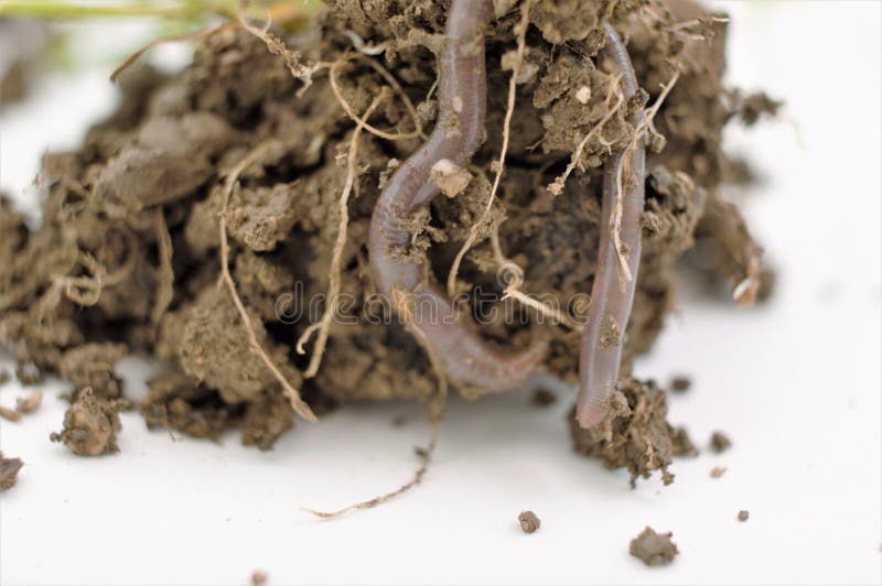 Studio shot of an earthworm royalty free stock photos Studio shot of an earthworm royalty free stock photos