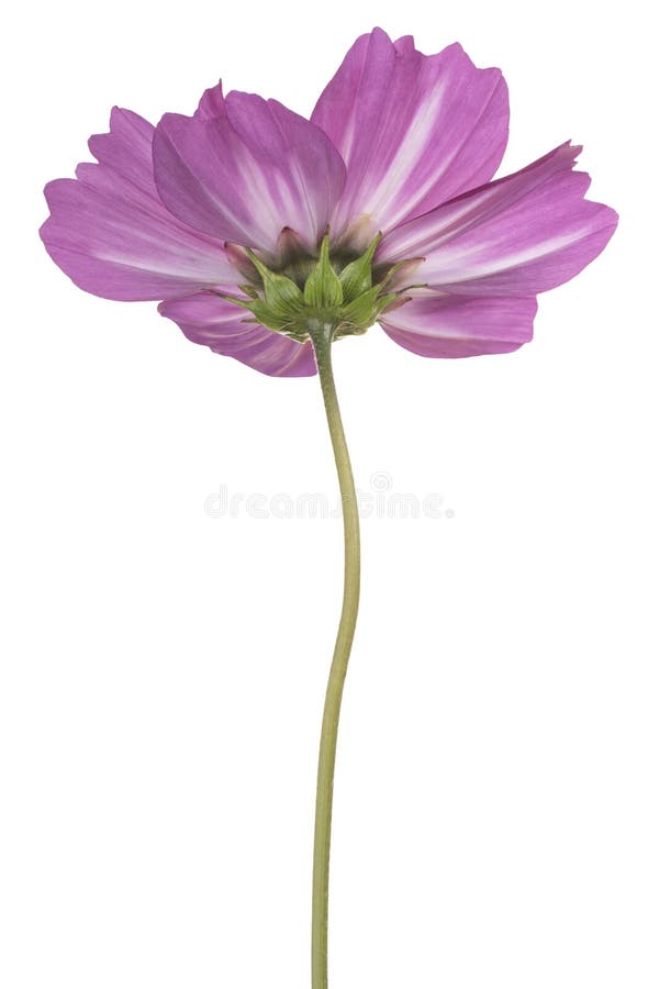 Cosmos flower isolated stock image Cosmos flower isolated stock image