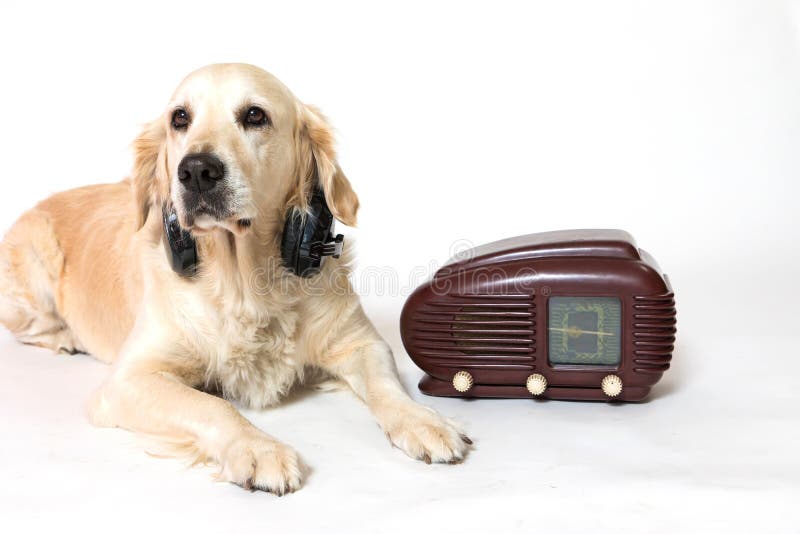 Radio pets. Ретривер лежит с наушниками. Ретривер с книгами и наушниками. Ретривер лежит с наушниками арт. Ретривер в наушниках арт.