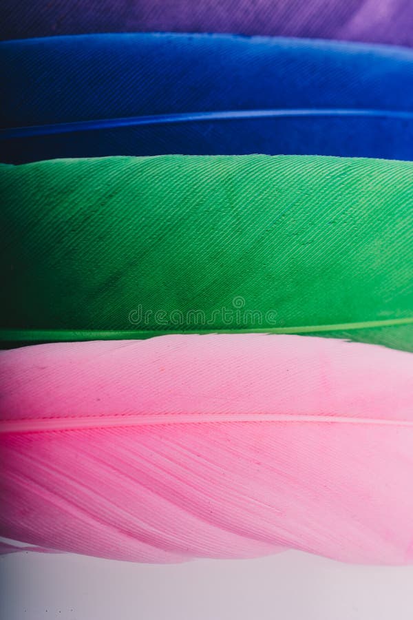 Studio Shot Macro Photo Colored Bird Feathers Stock Image Image of