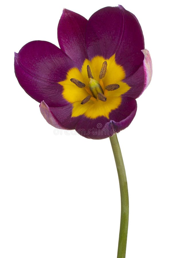 Tulip flower isolated