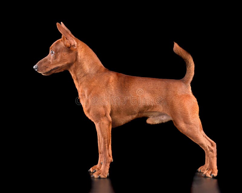 Studio shot miniaturowej pinscher zdjęcie stock