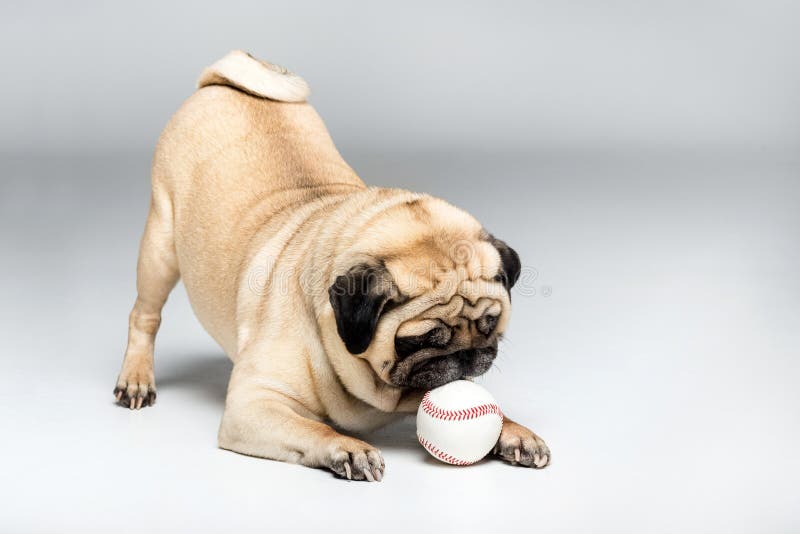 Studio shot of pug dog playing with ball