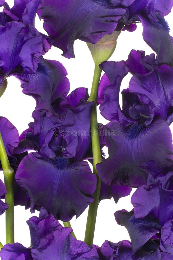 Iris flowers backgrounds