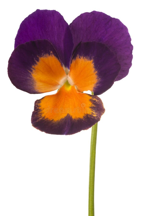 Pansy flower isolated stock photo. Image of plant, violaceae - 104905810