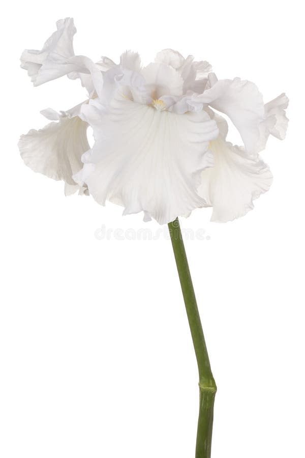 Iris flower isolated stock photos