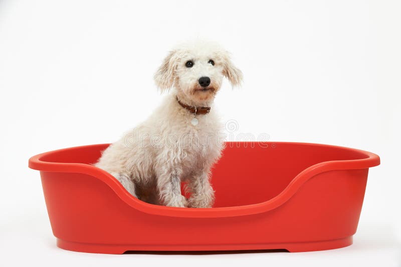 Studio Shot of White Pet Lurcher Sitting in Red Dog Bed Stock Image