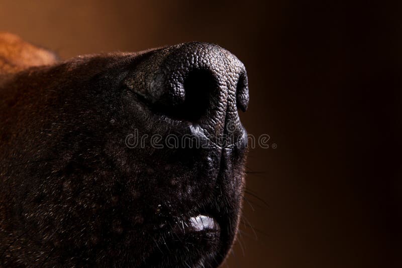 Studio strza? Rhodesian Ridgeback pies na br?zu tle fotografia stock Studio strza? Rhodesian Ridgeback pies na br?zu tle fotografia stock