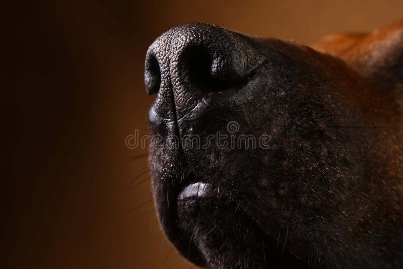 Studio strza? Rhodesian Ridgeback pies na br?zu tle zdjęcia stock Studio strza? Rhodesian Ridgeback pies na br?zu tle zdjęcia stock