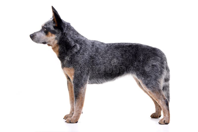 Studio shot of an adorable Australian Cattle Dog standing on white background. Studio shot of an adorable Australian Cattle Dog standing on white background.