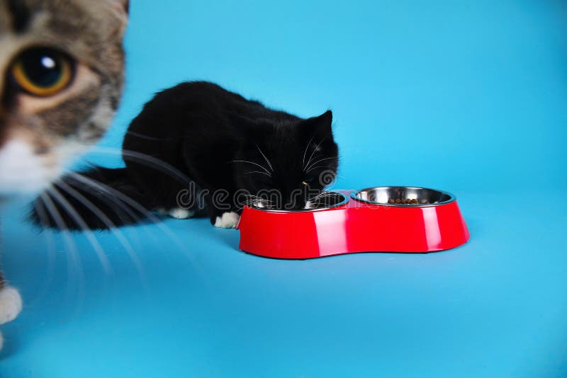Studio tir? d'un chat ray? gris et blanc se reposant sur le fond brun photographie stock Studio tir? d'un chat ray? gris et blanc se reposant sur le fond brun photographie stock