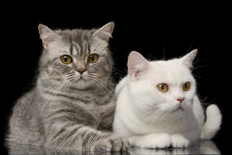 Studio tiré d'un chat domestique adorable image libre de droits Studio tiré d'un chat domestique adorable image libre de droits