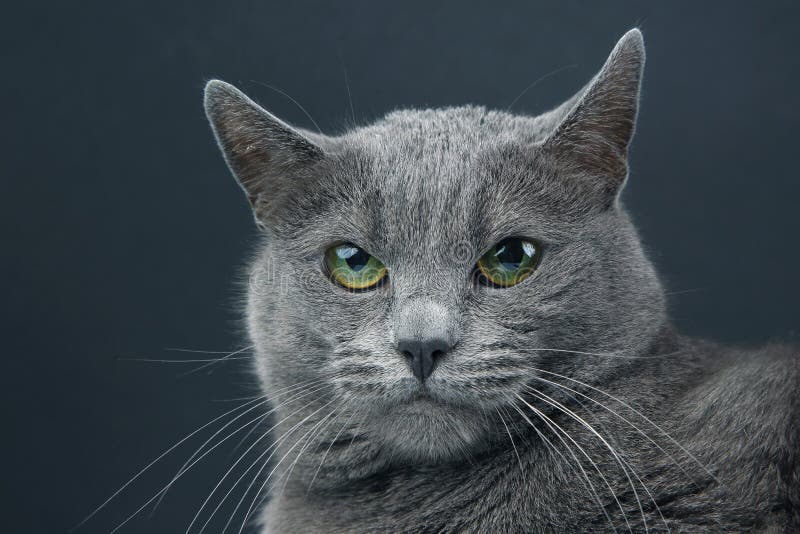Studioportret van een mooie grijze kat op donkere achtergrond. Het dier van het huisdierenzoogdier roofdier