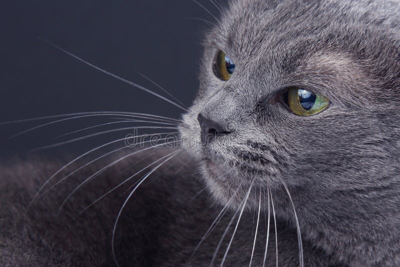 Studioportret van een mooie grijze kat op donkere achtergrond. Het dier van het huisdierenzoogdier roofdier