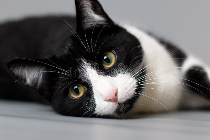 Studioporträt einer Schwarzweiss-Katze stockbilder Studioporträt einer Schwarzweiss-Katze stockbilder
