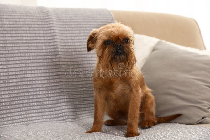 Studiostående av den Bryssel Griffon hunden som sitter på soffan arkivbild Studiostående av den Bryssel Griffon hunden som sitter på soffan arkivbild