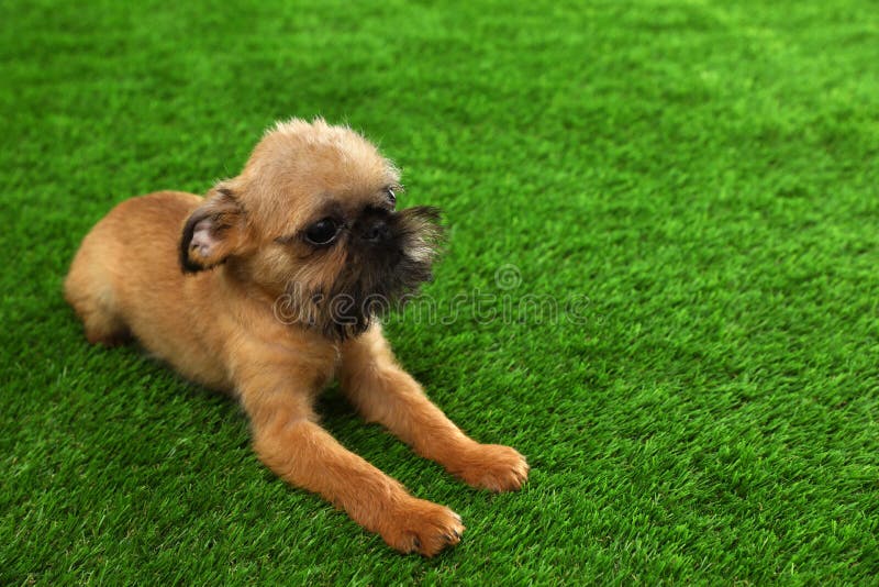 Studiostående av den roliga Bryssel Griffon hunden på grönt gräs royaltyfri fotografi Studiostående av den roliga Bryssel Griffon hunden på grönt gräs royaltyfri fotografi
