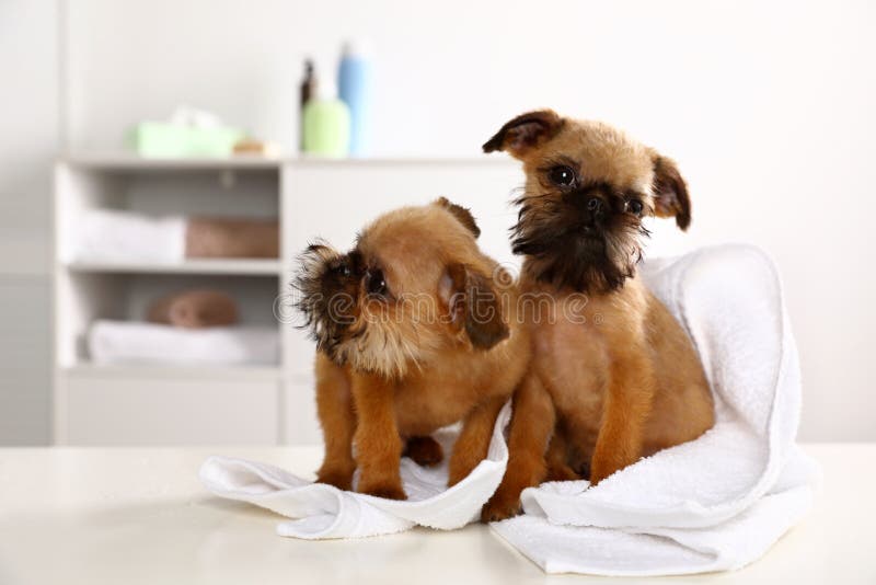 Studiostående av rolig Bryssel Griffon hundkapplöpning med handduken arkivfoto Studiostående av rolig Bryssel Griffon hundkapplöpning med handduken arkivfoto
