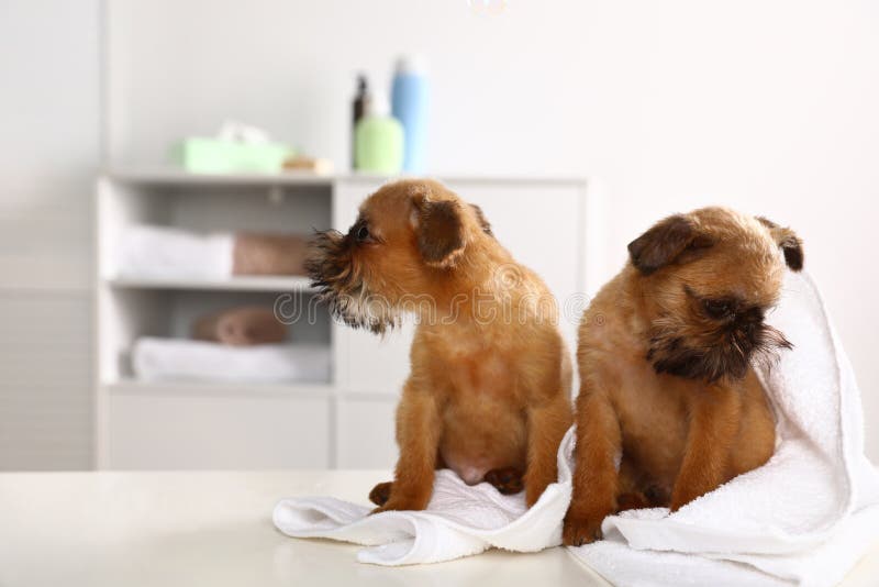 Studiostående av rolig Bryssel Griffon hundkapplöpning med handduken arkivbilder Studiostående av rolig Bryssel Griffon hundkapplöpning med handduken arkivbilder