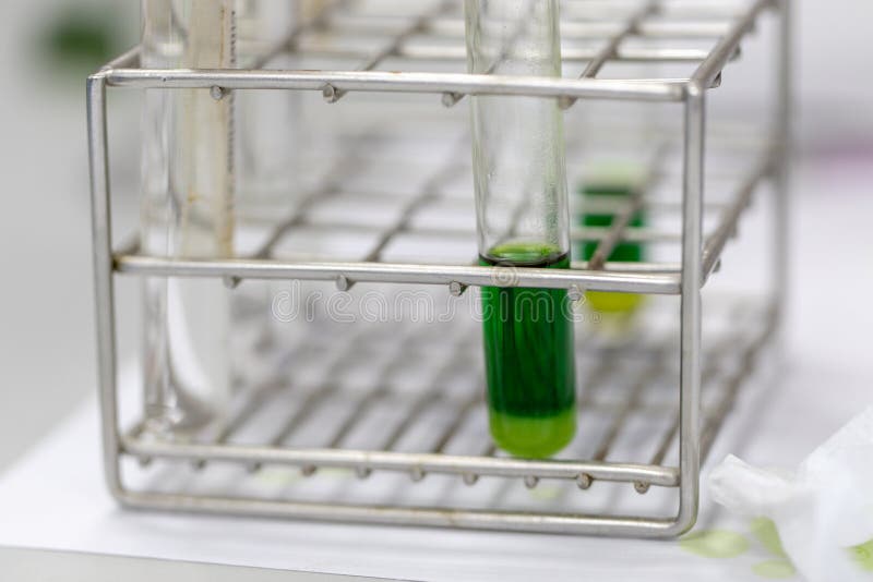 Chromatography is Used To Separate Components of a Plant. Stock Image