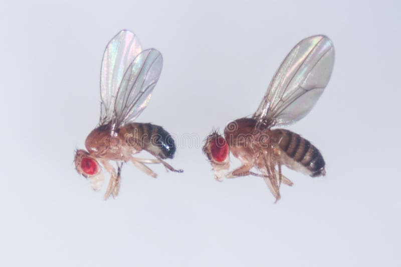 Study of Drosophila Melanogaster Fruit Fly, Vinegar Fly in