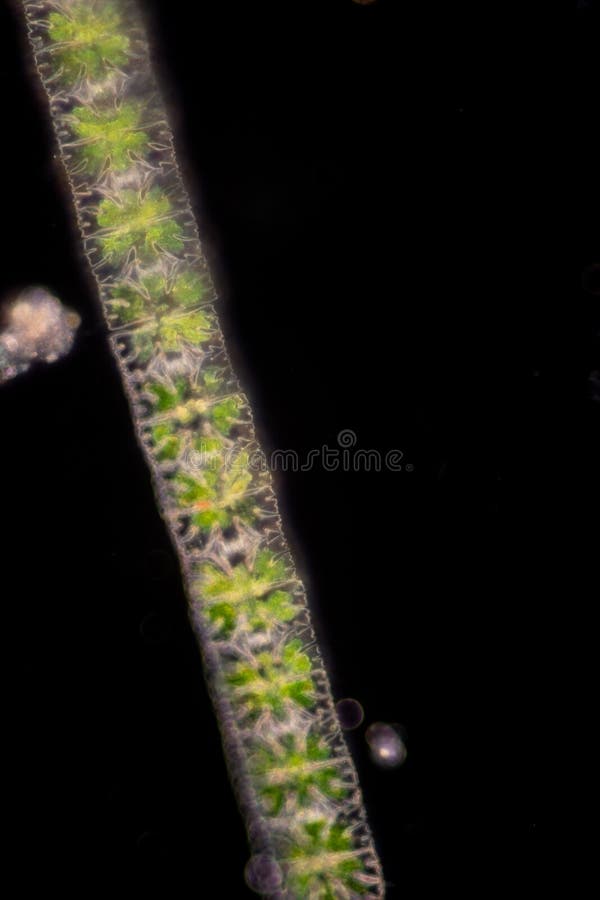 Protozoa and plant cells under the microscope for education. stock images