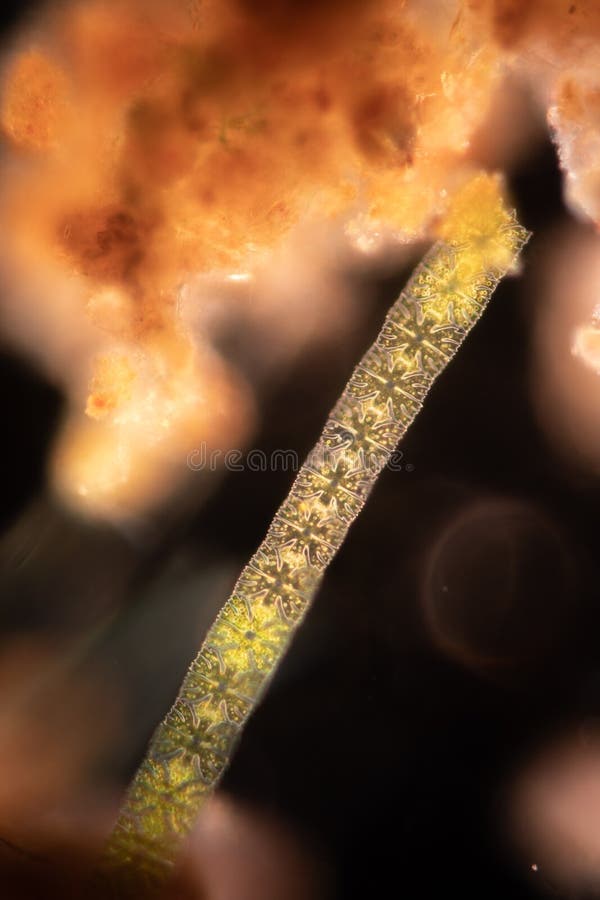 Protozoa and plant cells under the microscope for education. stock photos