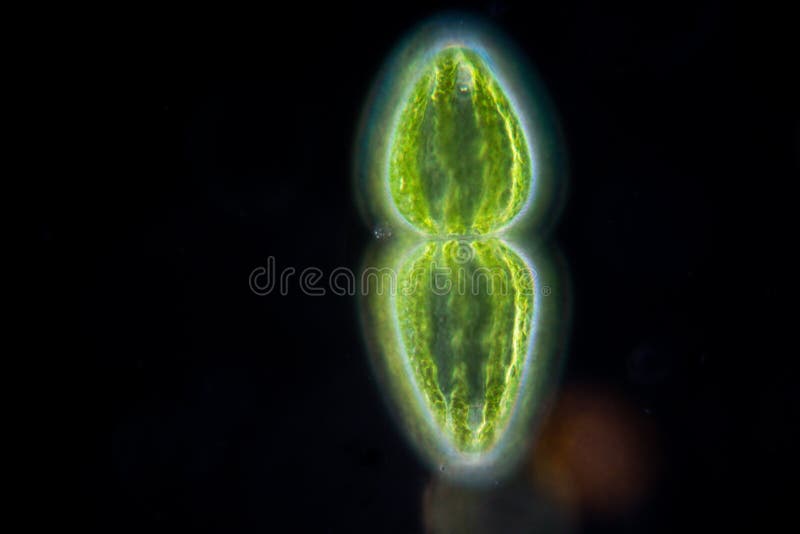Protozoa and plant cells under the microscope for education. stock photo
