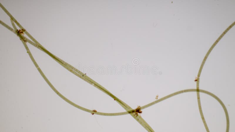 Protozoa and plant cells under the microscope for education. royalty free stock images