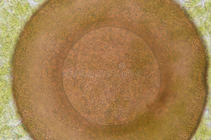 Protozoa and plant cells under the microscope for education. royalty free stock photos