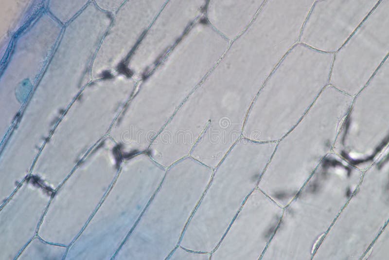 Protozoa and plant cells under the microscope for education. royalty free stock image