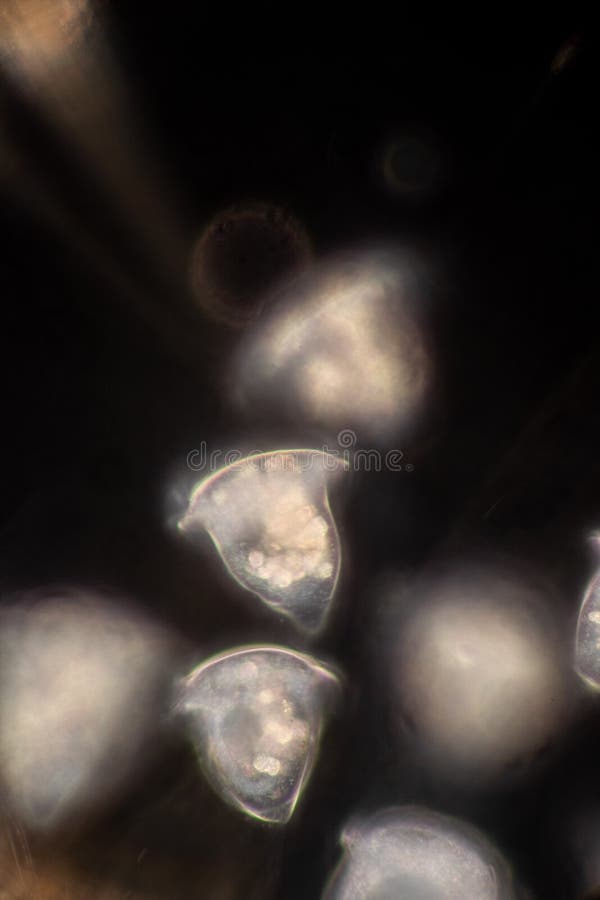 Protozoa and plant cells under the microscope for education. stock photos
