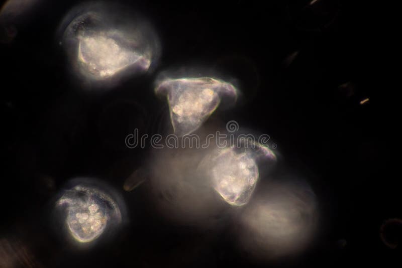 Protozoa and plant cells under the microscope for education. stock photo