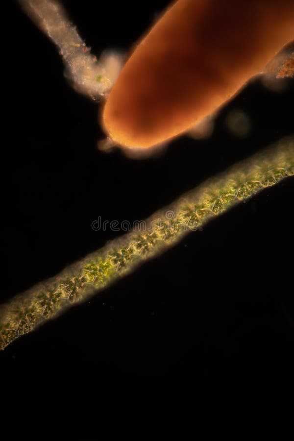 Protozoa and plant cells under the microscope for education. royalty free stock photo