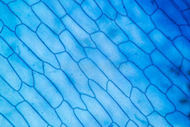 Protozoa and plant cells under the microscope for education. royalty free stock images