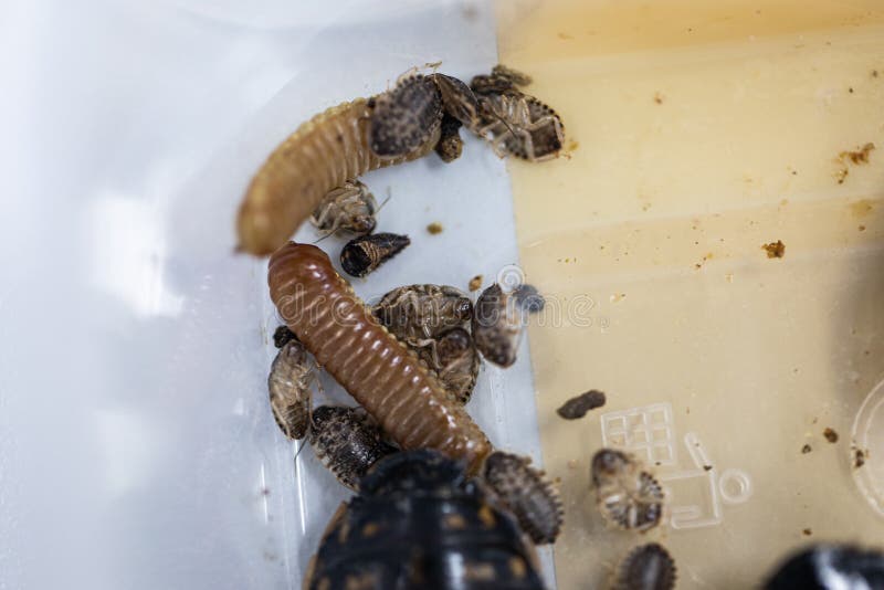 Blaptica dubia, Dubia roach, also known as the orange-spotted roach in the laboratory. Study of the structure of Blaptica dubia, Dubia roach, also known as the stock photography