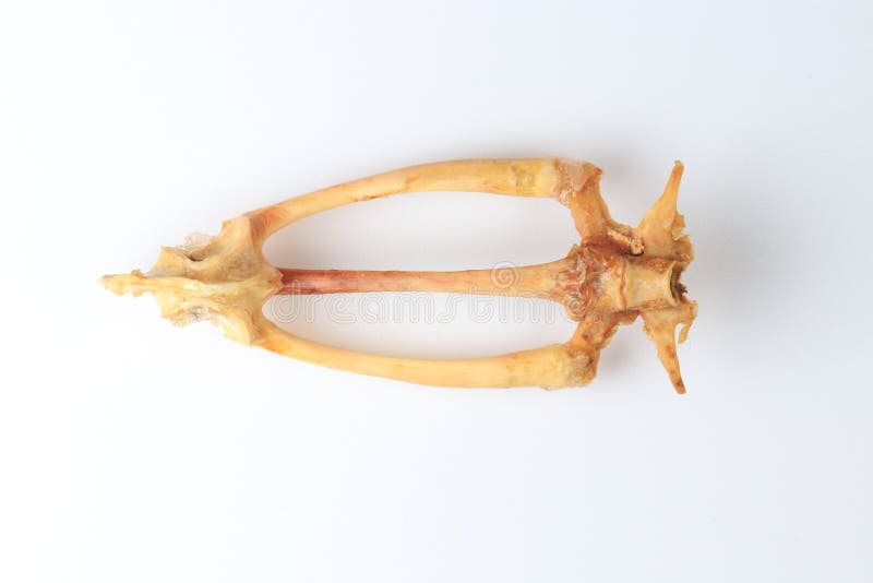 Skeletons frog bones in a laboratory. royalty free stock photography