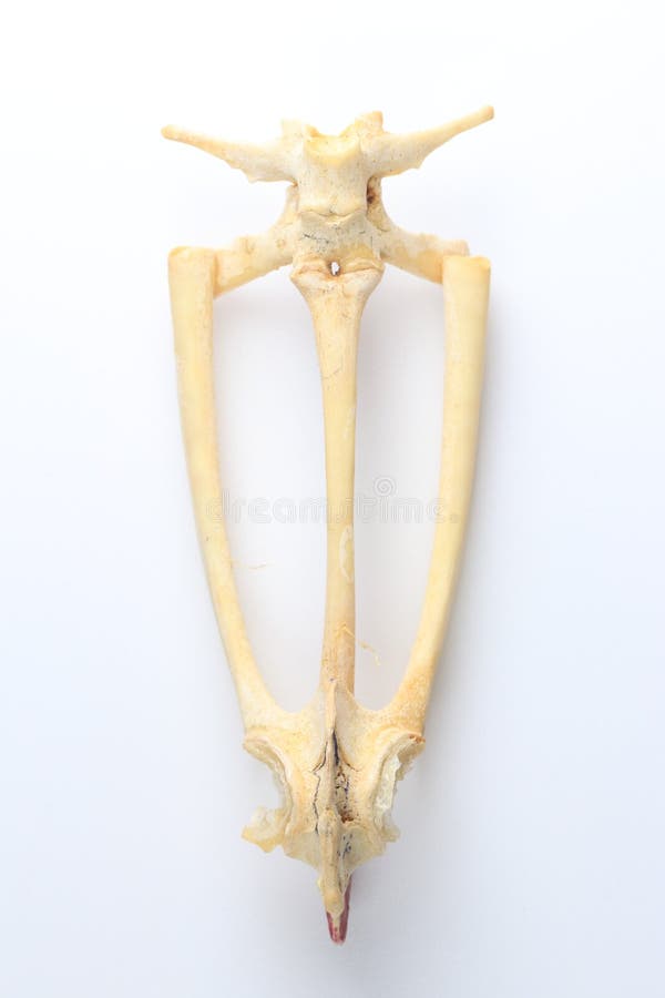 Skeletons frog bones in a laboratory. stock images