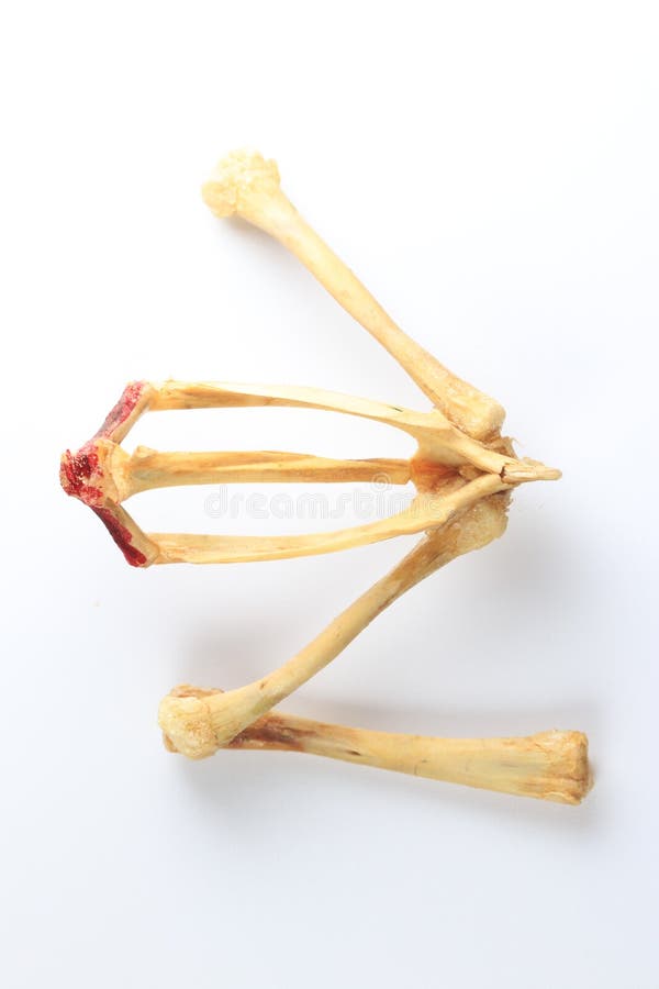 Skeletons frog bones in a laboratory. stock image